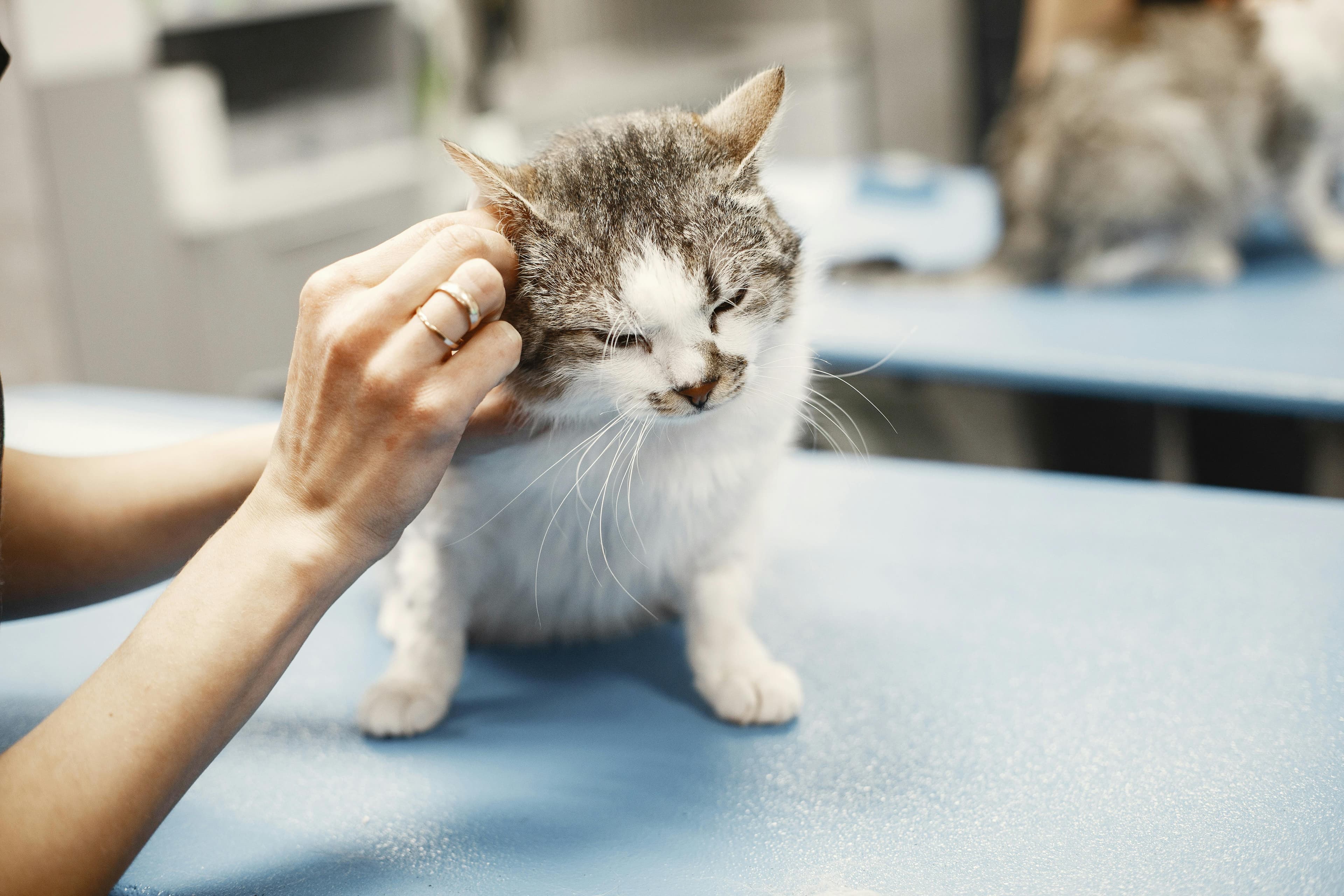 Clínica veterinária